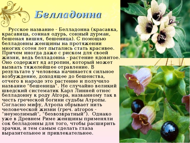 Белладонна цветок фото и описание