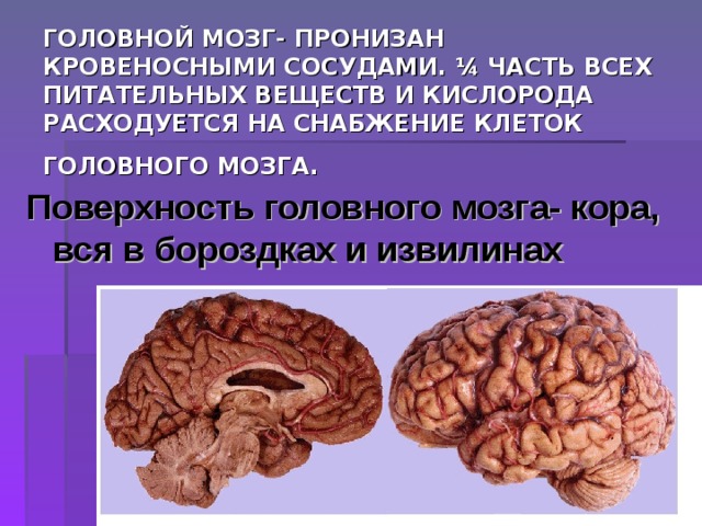 ГОЛОВНОЙ МОЗГ- ПРОНИЗАН КРОВЕНОСНЫМИ СОСУДАМИ. ¼ ЧАСТЬ ВСЕХ ПИТАТЕЛЬНЫХ ВЕЩЕСТВ И КИСЛОРОДА РАСХОДУЕТСЯ НА СНАБЖЕНИЕ КЛЕТОК ГОЛОВНОГО МОЗГА.  Поверхность головного мозга- кора, вся в бороздках и извилинах 