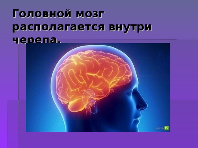 Головной мозг располагается внутри черепа. 