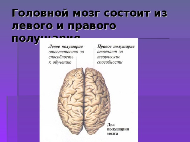 Головной мозг состоит из левого и правого полушария 