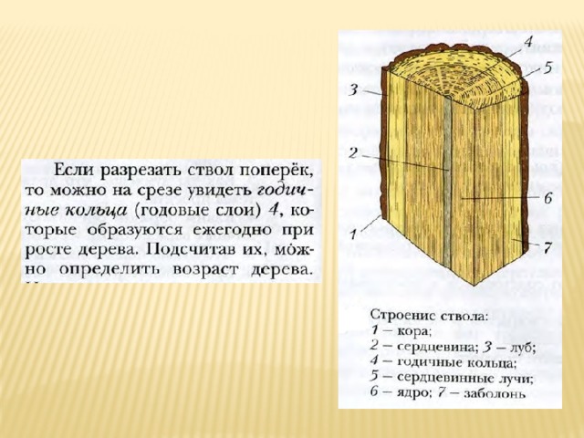 Технология 5 класс древесина. Стебель распиленный. Берёза число годичных слоёв на 1см. Ствол распилен на куски.