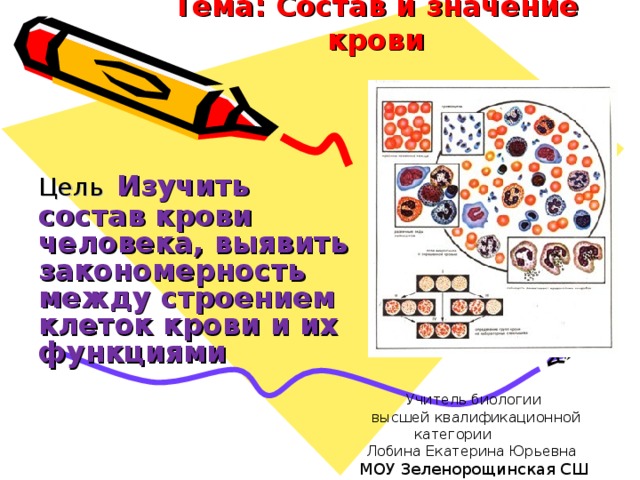 Тема: Состав и значение крови  Изучить состав крови человека, выявить закономерность между строением клеток крови и их функциями Учитель биологии  высшей квалификационной категории Лобина Екатерина Юрьевна МОУ Зеленорощинская СШ 