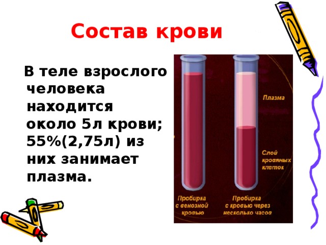 Состав крови В теле взрослого человека находится около 5л крови; 55%(2,75л) из них занимает плазма. 