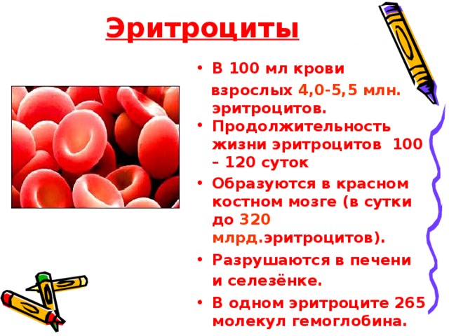 Эритроциты В 100 мл крови  взрослых 4,0-5,5 млн. эритроцитов. Продолжительность жизни эритроцитов 100 – 120 суток Образуются в красном костном мозге (в сутки до 320 млрд. эритроцитов). Разрушаются в печени и селезёнке.  В одном эритроците 265 молекул гемоглобина.   