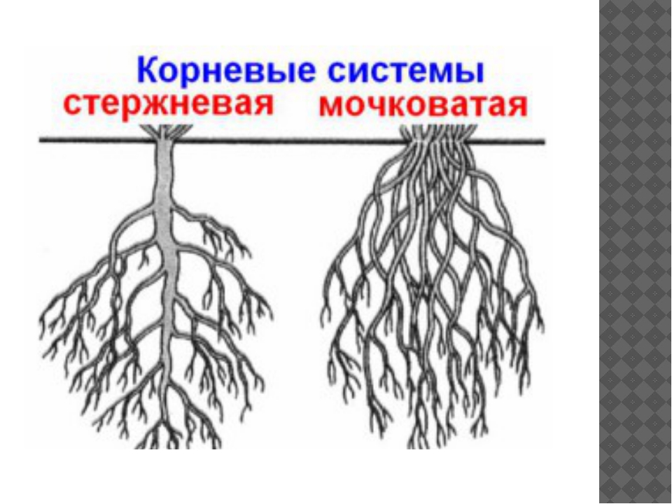 Корневая система картинка