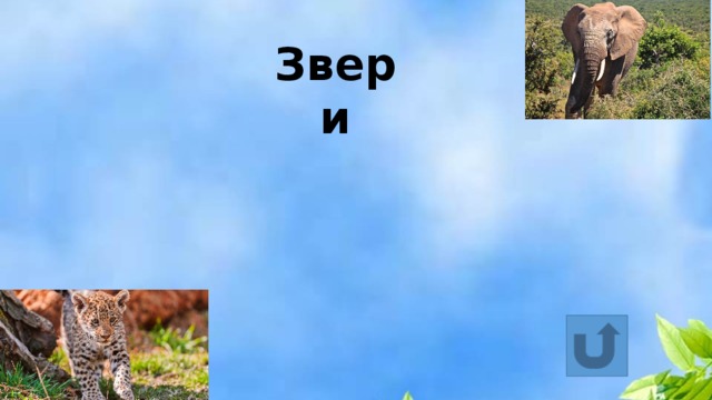 Звери 