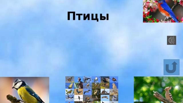 Птицы 