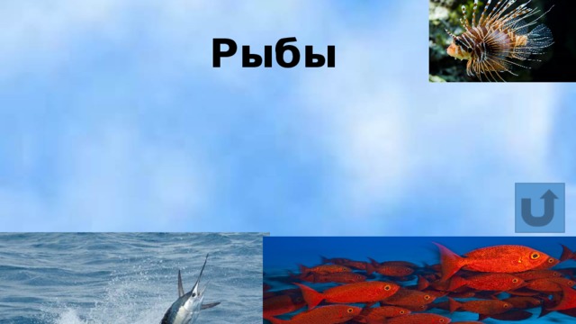 Рыбы 