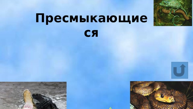 Сообщение о пресмыкающихся 2 класс окружающий мир. Сообщение о пресмыкающихся животных. Доклад о пресмыкающихся. Пресмыкающиеся 2 класс окружающий мир. Класс пресмыкающиеся сообщение.