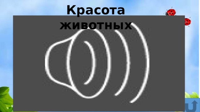 Красота животных 
