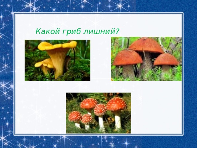 Четвертый лишний грибы. Грибы растения животные что лишнее