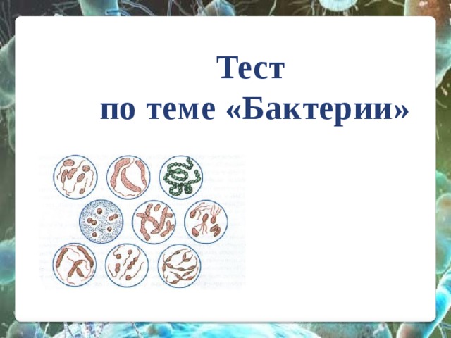 Тест  по теме «Бактерии» 