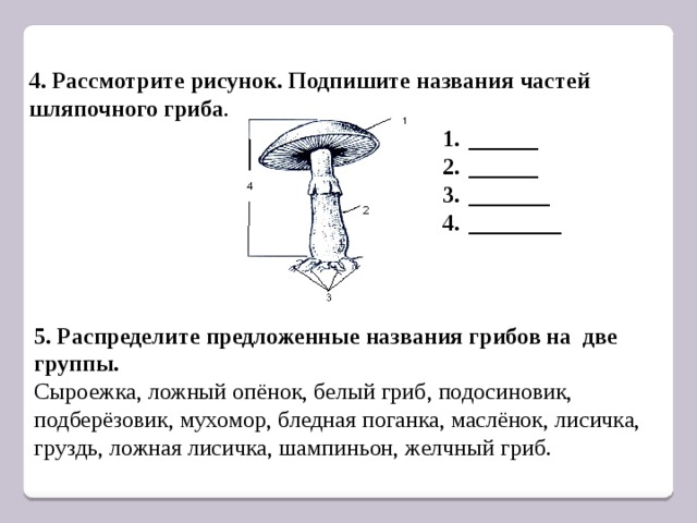 Лабораторная работа строение гриба