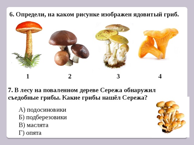 6. Определи, на каком рисунке изображен ядовитый гриб. 1 2 3 4 7. В лесу на поваленном дереве Сережа обнаружил съедобные грибы. Какие грибы нашёл Сережа? А) подосиновики Б) подберезовики В) маслята Г) опята 7 