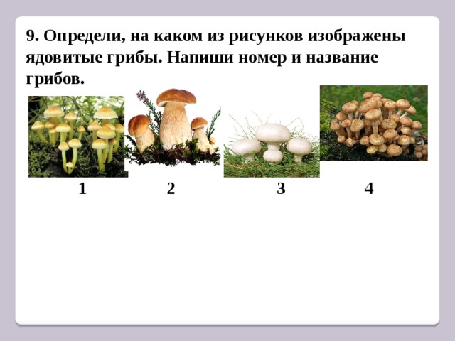 9. Определи, на каком из рисунков изображены ядовитые грибы. Напиши номер и название грибов.  1 2 3 4 