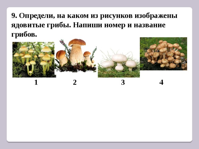 Напишите названия грибов в соответствии с цифрами на рисунке