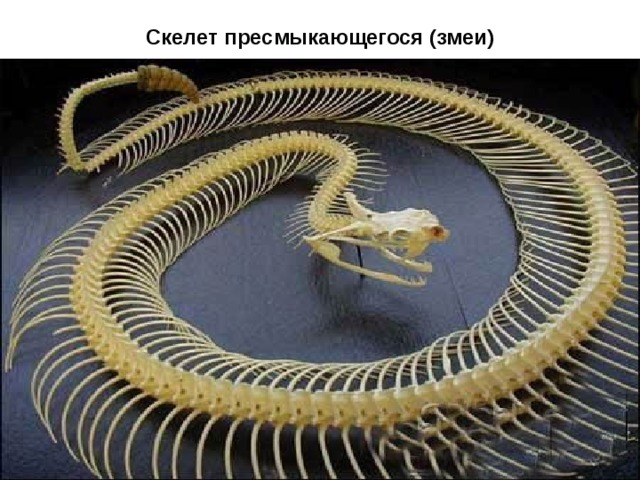 Скелет пресмыкающегося (змеи) 