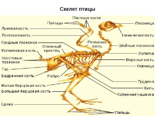 Скелет птицы 