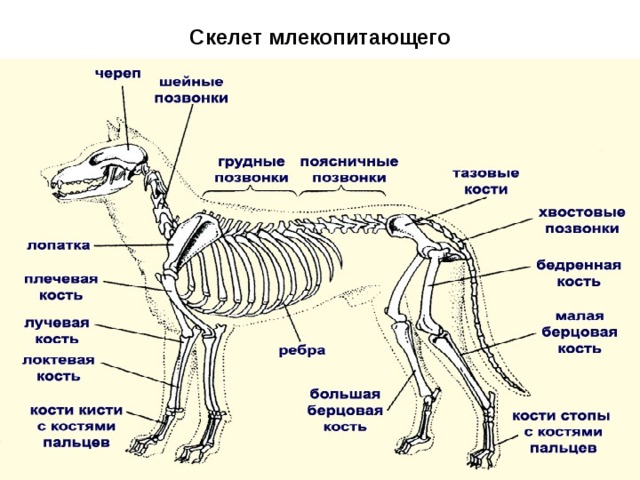 Грудной отдел скелета млекопитающих. Скелет млекопитающих схема биология 7 класс. Скелет млекопитающего 7 класс биология. Опорно двигательная система млекопитающих схема. Опорно двигательная система скелет собаки.
