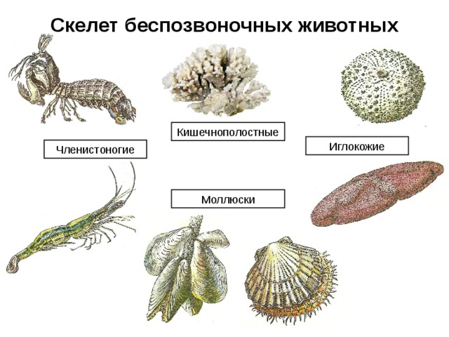 Беспозвоночные животные типа моллюски