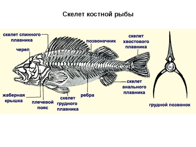  Скелет костной рыбы 