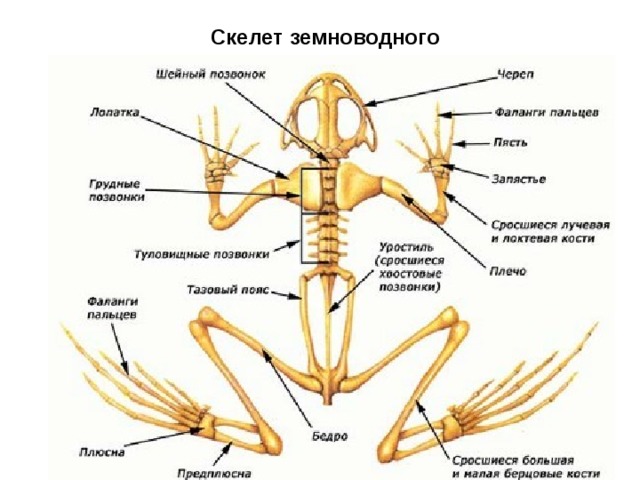 Скелет земноводного 