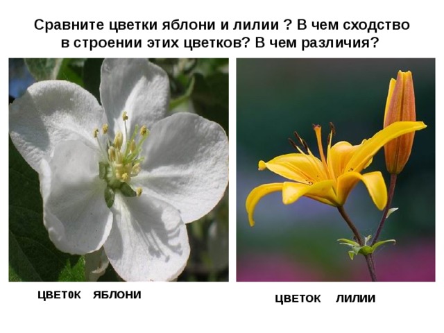 Сравните цветки яблони и лилии ? В чем сходство в строении этих цветков? В чем различия? ЦВЕТ0К ЯБЛОНИ ЦВЕТОК ЛИЛИИ 
