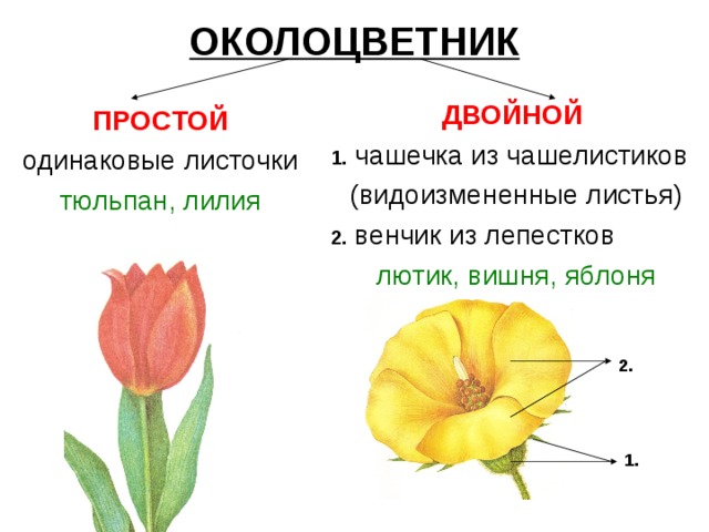 Какой околоцветник у растений. Околоцветник чашечка и венчик. У тюльпана околоцветник простой или двойной. Околоцветник лилейных. Венчик чашечка околоцветник околоплодник.