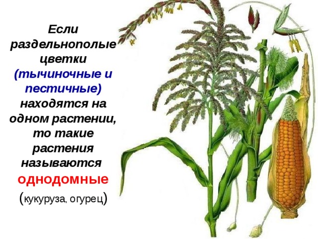 Если раздельнополые  цветки (тычиночные и пестичные) находятся на одном растении, то такие растения называются  однодомные ( кукуруза , огурец ) 