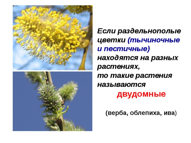 Если раздельнополые цветки (тычиночные и пестичные) находятся на разных растениях, то такие растения называются  двудомные  (верба, облепиха, ива ) 