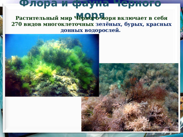 Флора и фауна Чёрного моря Растительный мир Чёрного моря включает в себя 270 видов многоклеточных зелёных, бурых, красных донных водорослей.  