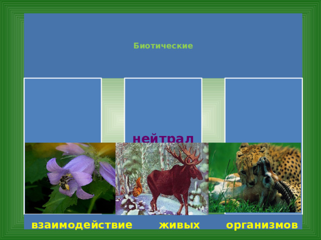 Биотические симбиоз нейтрализм антибиоз взаимодействие живых организмов 