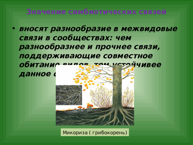 Значение симбиотических связей вносят разнообразие в межвидовые связи в сообществах: чем разнообразнее и прочнее связи, поддерживающие совместное обитание видов, тем устойчивее данное сообщество. Микориза ( грибокорень) 