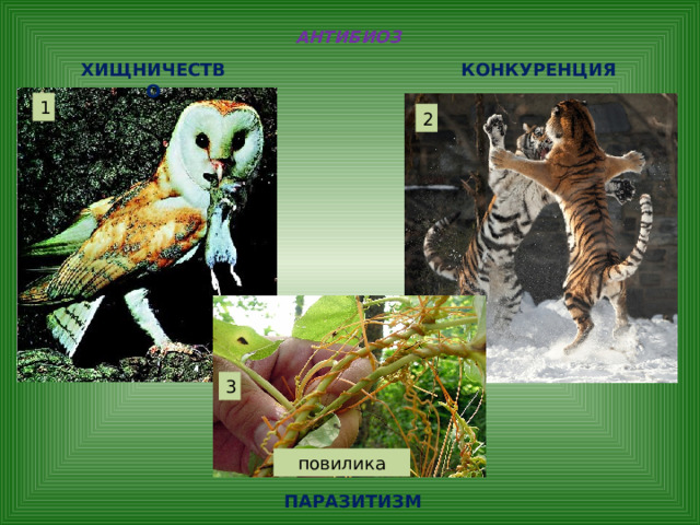 АНТИБИОЗ ХИЩНИЧЕСТВО КОНКУРЕНЦИЯ 1 2 3 повилика ПАРАЗИТИЗМ 