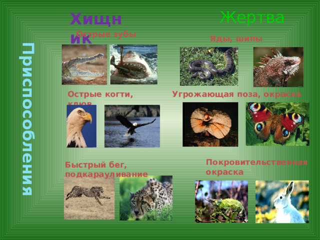 Приспособления Жертва Хищник Острые зубы  Яды, шипы Острые когти, клюв Угрожающая поза, окраска Покровительственная окраска Быстрый бег, подкарауливание   