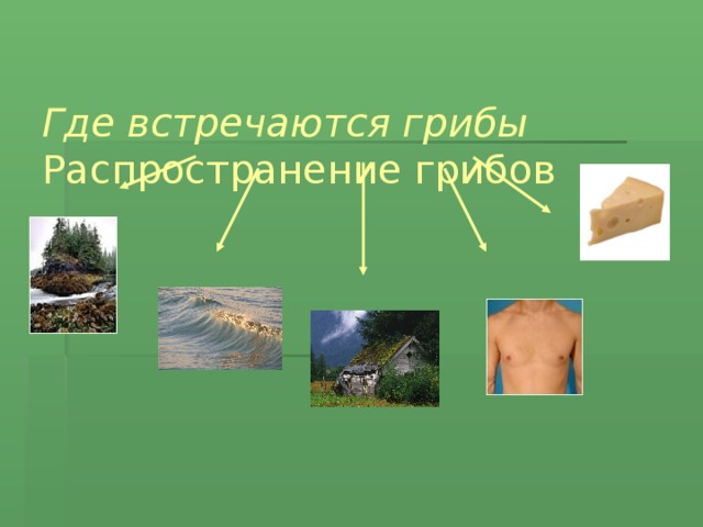 Где встречаются грибы. Распространение грибов. В каких средах жизни можно встретить грибы. В каких средах можно встретить грибы.