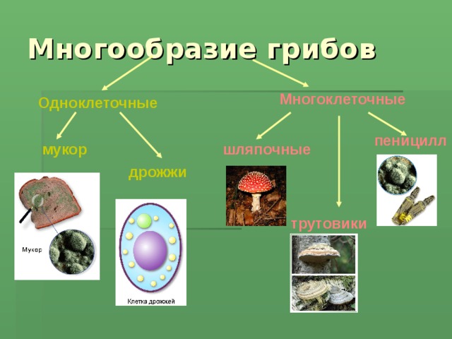 Примеры многоклеточных организмов 5 класс