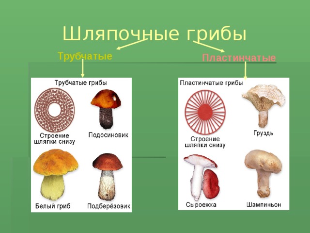 Голосеменные шляпочные грибы примеры. Шляпочные грибы трубчатые и пластинчатые. Окружающий мир 3 класс грибы пластинчатые грибы трубчатые. Грибы строение шляпочных грибов. Белый гриб трубчатый или пластинчатый гриб.