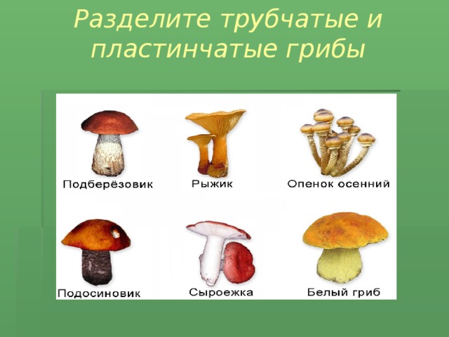 Отметь рисунок на котором изображен трубчатый гриб