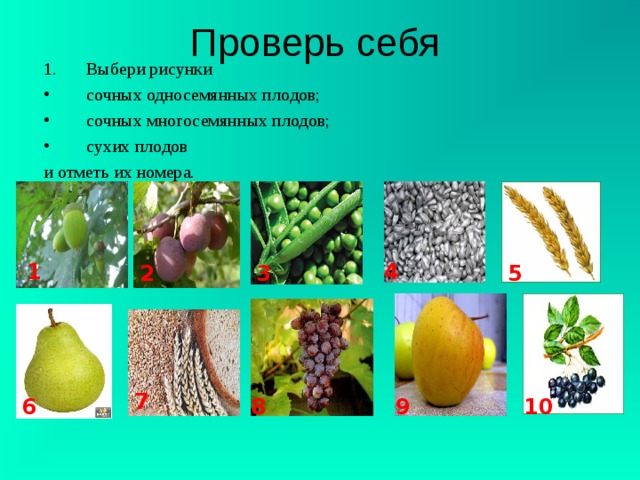 Типы сухих многосемянных плодов. Многосемянные плоды горох