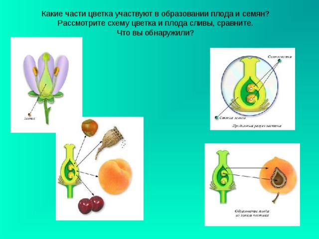 Какие части цветка участвуют в образовании плода и семян?  Рассмотрите схему цветка и плода  сливы, сравните.  Что вы обнаружили? 