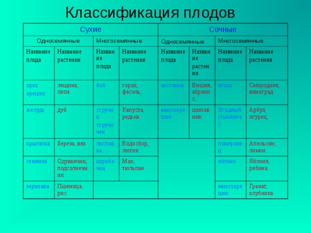 Схема классификации плодов 6 класс биология