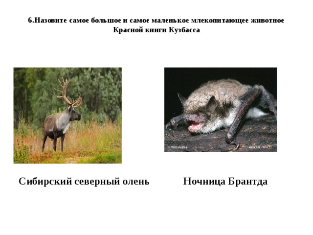 6.Назовите самое большое и самое маленькое млекопитающее животное Красной книги Кузбасса           Сибирский северный олень Ночница Брантда