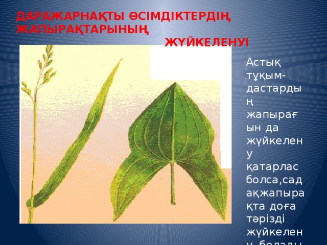ДАРАЖАРНАҚТЫ ӨСІМДІКТЕРДІҢ ЖАПЫРАҚТАРЫНЫҢ  ЖҮЙКЕЛЕНУІ Астық тұқым-дастардың жапырағын да жүйкелену қатарлас болса,садақжапырақта доға тəрізді жүйкелену болады. 