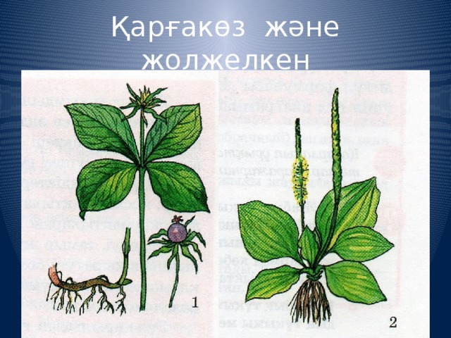 Қарғакөз және жолжелкен 