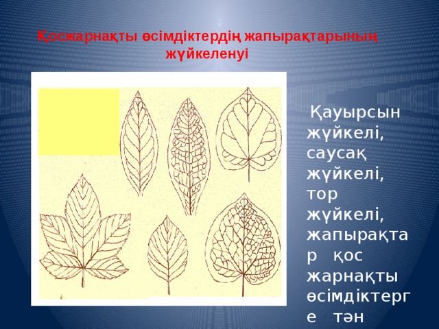 Қосжарнақты өсімдіктердің жапырақтарының жүйкеленуі  Қауырсын жүйкелі, саусақ жүйкелі, тор жүйкелі, жапырақтар қос жарнақты өсімдіктерге тəн 