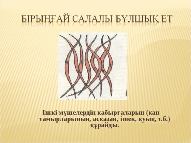 Ішкі мүшелердің қабырғаларын (қан тамырларының, асқазан, ішек, қуық, т.б.) құрайды. 