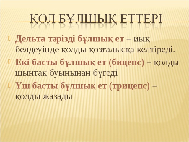 Дельта тәрізді бұлшық ет – иық белдеуінде қолды қозғалысқа келтіреді. Екі басты бұлшық ет (бицепс) – қолды шынтақ буынынан бүгеді Үш басты бұлшық ет (трицепс) – қолды жазады 