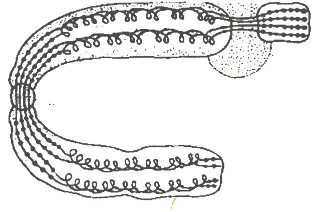 Рисунке 1 рисунок 1 структура. Какая структура изображена на рисунке. Какая структура изображенатнп рисунке. Какая структура изображена на рисунке хромосома. Какая структура клетки изображена на рисунке.