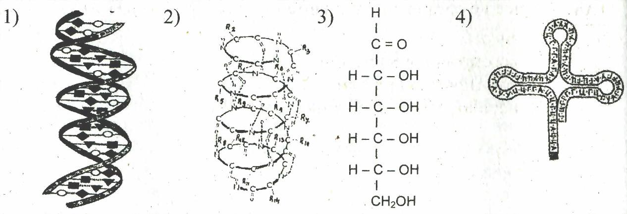 Схема какого вещества изображена на рисунке. Схема строения наследственной информации. Хранителем наследственной информации являются. Хранитель наследственной информации схема. ДНК рисунок биология.